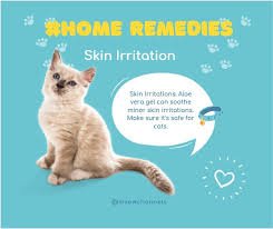 How Can I Soothe My Cats Itchy Skin