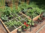 Cultivating Abundance | A Beginner's Guide To Creating Your Own Vegetable Garden