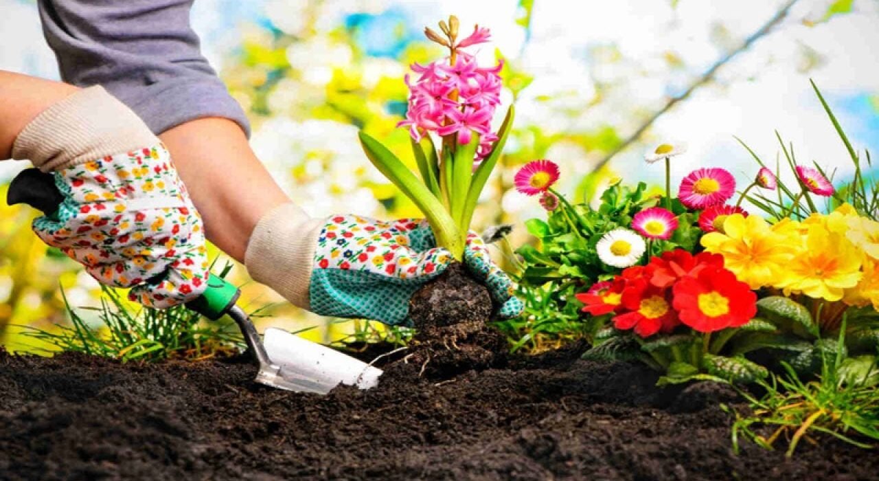 How to Plant and Nurture Your Own Garden