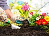 How to Plant and Nurture Your Own Garden