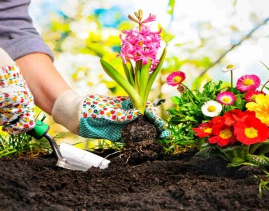 How to Plant and Nurture Your Own Garden